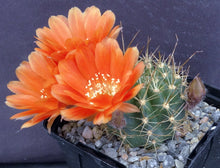 Load image into Gallery viewer, Lobivia hertrichiana