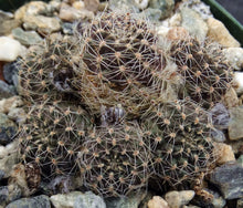 Load image into Gallery viewer, Rebutia pygmaea v. knizei