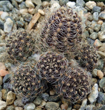 Load image into Gallery viewer, Rebutia pygmaea v. knizei