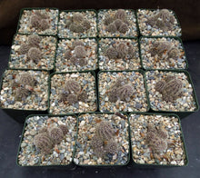 Load image into Gallery viewer, Rebutia pygmaea v. knizei