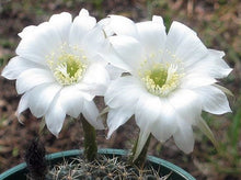 Load image into Gallery viewer, Lobivia kratochviliana
