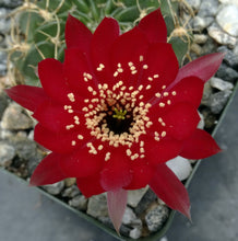 Load image into Gallery viewer, Lobivia pojoensis *Big red flowers*