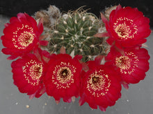Load image into Gallery viewer, Lobivia pojoensis *Big red flowers*
