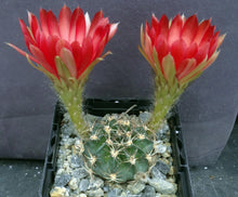 Load image into Gallery viewer, Lobivia pojoensis *Big red flowers*
