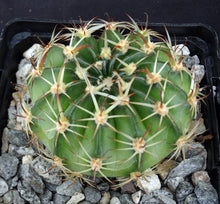 Load image into Gallery viewer, Lobivia pojoensis *Big red flowers*