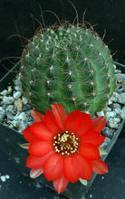 Load image into Gallery viewer, Lobivia saltensis