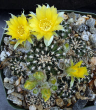 Load image into Gallery viewer, Lobivia tiegliana v. distefanoiana *Big clumps!*