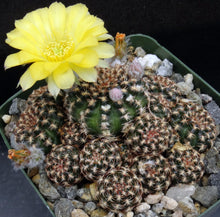 Load image into Gallery viewer, Lobivia tiegliana v. distefanoiana *Big clumps!*