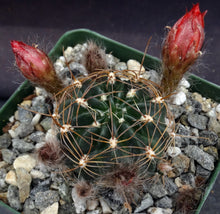 Load image into Gallery viewer, Lobivia arachnacantha v. torrecillacensis