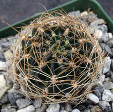 Load image into Gallery viewer, Lobivia arachnacantha v. torrecillacensis