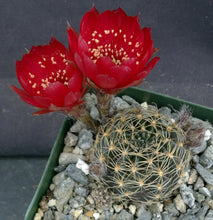 Load image into Gallery viewer, Lobivia arachnacantha v. torrecillacensis