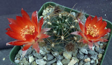 Load image into Gallery viewer, Lobivia arachnacantha v. torrecillacensis