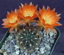Load image into Gallery viewer, Lobivia arachnacantha v. torrecillacensis
