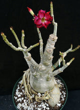 Load image into Gallery viewer, Adenium 'Mahasettee' *Big Plants!* Grafted Hybrid (15)