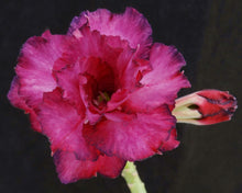 Load image into Gallery viewer, Adenium 'Mahasettee' *Big Plants!* Grafted Hybrid (15)