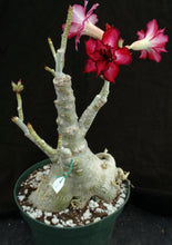 Load image into Gallery viewer, Adenium 'Mahasettee' *Big Plants!* Grafted Hybrid (15)