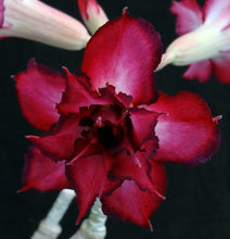 Load image into Gallery viewer, Adenium 'Mahasettee' *Big Plants!* Grafted Hybrid (15)