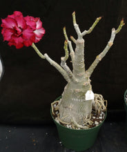 Load image into Gallery viewer, Adenium 'Mahasettee' *Big Plants!* Grafted Hybrid (15)