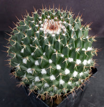 Load image into Gallery viewer, Mammillaria atroflorens Big Plants!