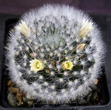 Load image into Gallery viewer, Mammillaria albicoma