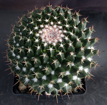Load image into Gallery viewer, Mammillaria atroflorens Big Plants!