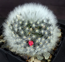 Load image into Gallery viewer, Mammillaria albicoma