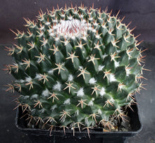 Load image into Gallery viewer, Mammillaria atroflorens Big Plants!