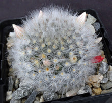 Load image into Gallery viewer, Mammillaria albicoma