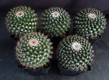 Load image into Gallery viewer, Mammillaria atroflorens Big Plants!