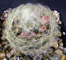 Load image into Gallery viewer, Mammillaria aureilanata