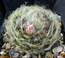 Load image into Gallery viewer, Mammillaria aureilanata