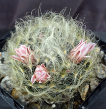 Load image into Gallery viewer, Mammillaria aureilanata