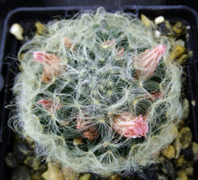 Load image into Gallery viewer, Mammillaria aureilanata