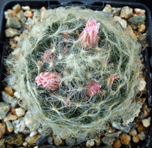 Load image into Gallery viewer, Mammillaria aureilanata