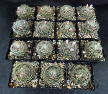 Load image into Gallery viewer, Mammillaria aureilanata