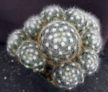 Load image into Gallery viewer, Mammillaria baumii *Big Clumps*