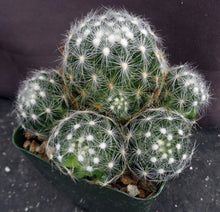 Load image into Gallery viewer, Mammillaria baumii *Big Clumps*