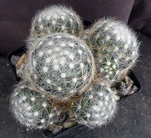 Load image into Gallery viewer, Mammillaria baumii *Big Clumps*