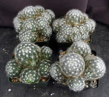 Load image into Gallery viewer, Mammillaria baumii *Big Clumps*