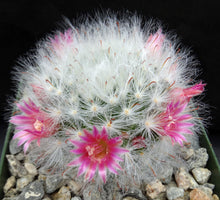 Load image into Gallery viewer, Mammillaria bocasana *Bigger Plant*