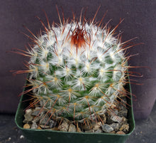 Load image into Gallery viewer, Mammillaria bombycina
