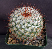 Load image into Gallery viewer, Mammillaria bombycina