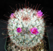 Load image into Gallery viewer, Mammillaria bombycina