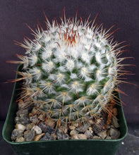 Load image into Gallery viewer, Mammillaria bombycina