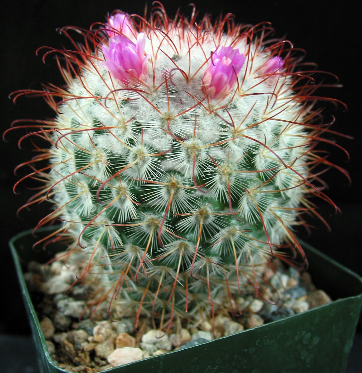 Mammillaria bombycina  Kyle's Plants