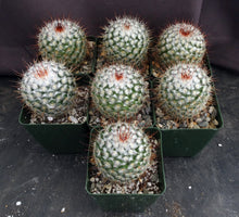 Load image into Gallery viewer, Mammillaria bombycina