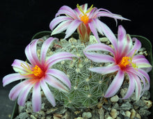 Load image into Gallery viewer, Mammillaria boolii