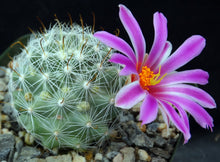 Load image into Gallery viewer, Mammillaria boolii