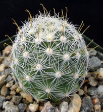 Load image into Gallery viewer, Mammillaria boolii