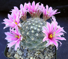Load image into Gallery viewer, Mammillaria boolii